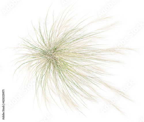 Top view of wild pampas grass