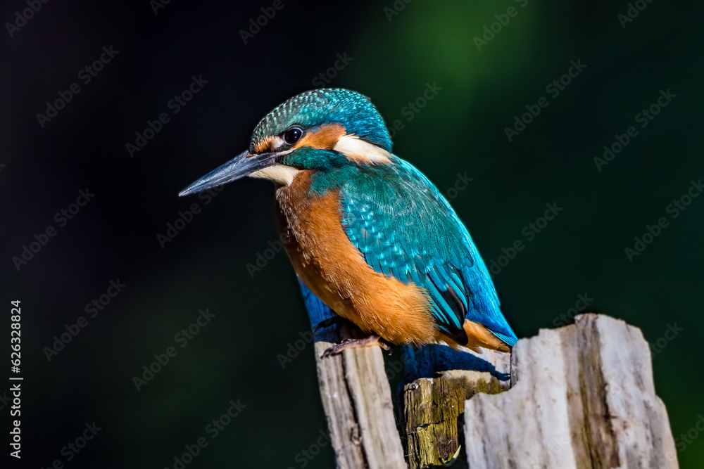 Kingfisher birds on dark background on a branch