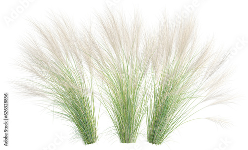 Side view of wild pampas grass