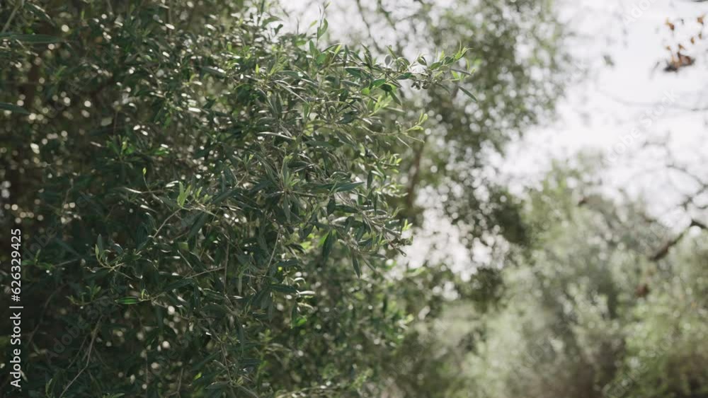 Slow motion of olive leaves on spring day Slow motion of olive leaves on spring day