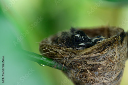 New born birds waiting mother bird feeding in the nest on branch tree and green background.