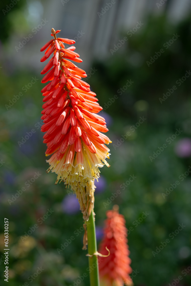 orange flowers on a tall spike (Kniphofia uvaria?) orange flowers on a tall spike (Kniphofia uvaria?)