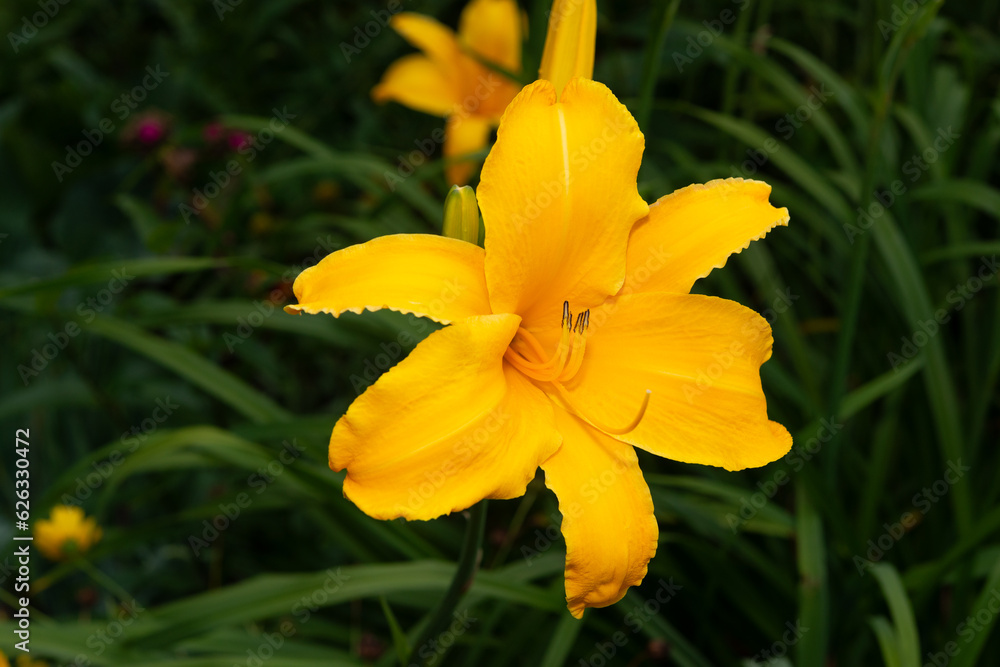 yellow orange lily close-up