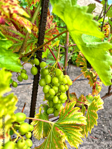 Fotografie bunch of grapes