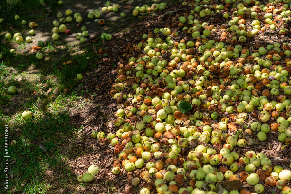 Fototapeta premium decomposing apples gathered together beneath a tree