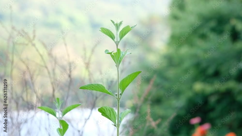 The natural environment of the forest is where the young trees grow and the breeze blows through, creating a relaxing feeling. natural healing concept. The natural environment of the forest is where the young trees grow and the breeze blows through, creating a relaxing feeling. natural healing concept.