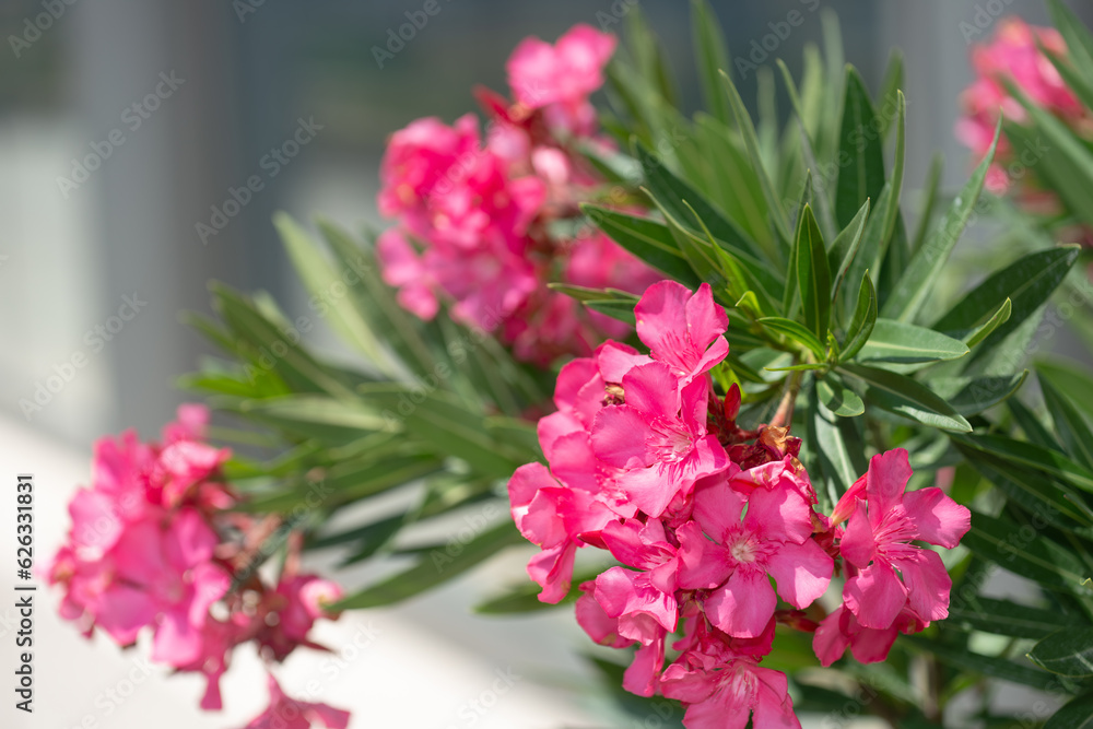 hot pink oleander flowers close-up