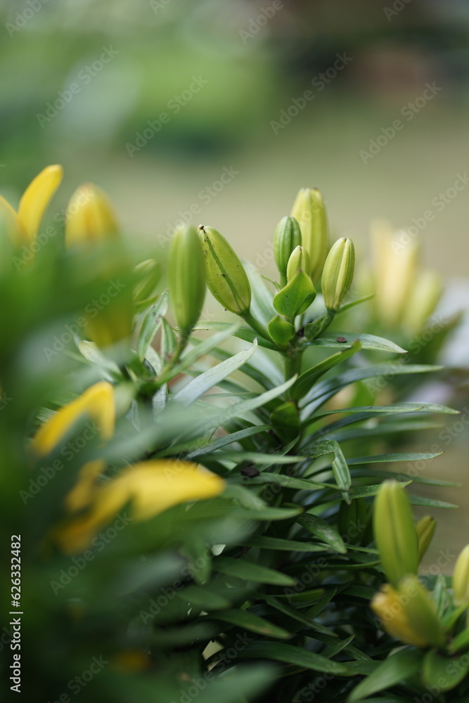 Obraz premium Fleur d jardin