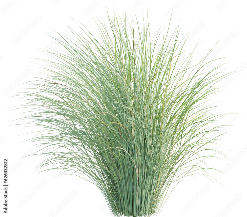 Side view of wild pampas grass Side view of wild pampas grass