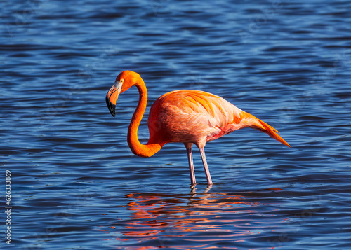 This American Flamingo was seen at St Marks National Wildlife Reserve at the lighthouse pond. photo