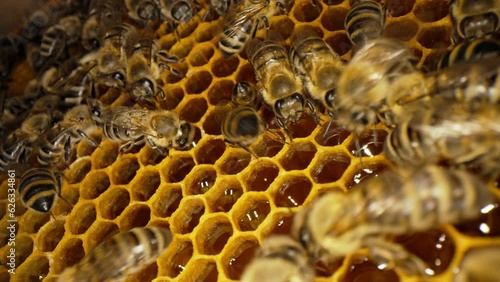 Bees family working on honeycomb in apiary. Life of Carniolan honey bee in hive