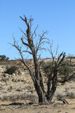 Arid Kalahari Landscape (Kgalagadi), Northern Cape, South Africa