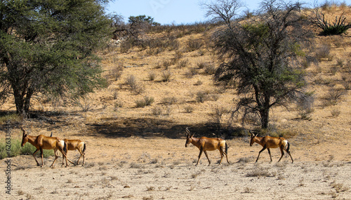 Red Hartebeest in the Kalahari (Kgalagadi), Northern Cape, South Africa © Kim