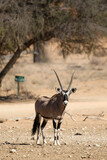 Gemsbok or Oryx in the Kalahari 
