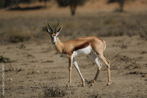 Springbok (Antidorcus marsupialis) in the Kalahari (Kgalagadi) 