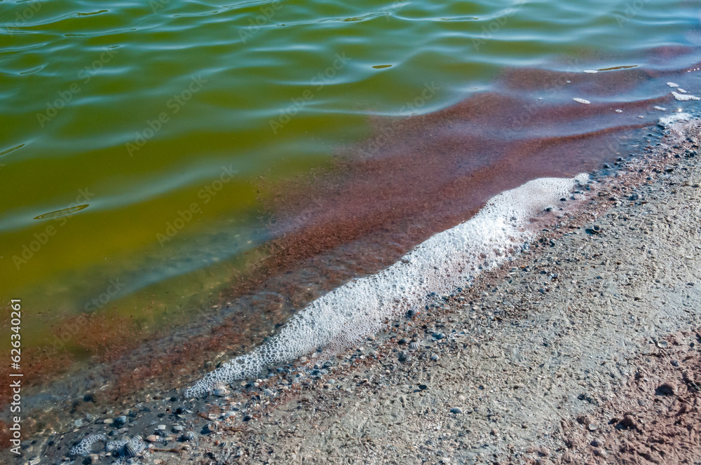 Accumulations of the salt-tolerant crustacean Artemia salina near the shore in a salt lake, Tiligul Liman Accumulations of the salt-tolerant crustacean Artemia salina near the shore in a salt lake, Tiligul Liman
