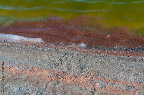 Accumulations of the salt-tolerant crustacean Artemia salina near the shore in a salt lake, Tiligul Liman photo