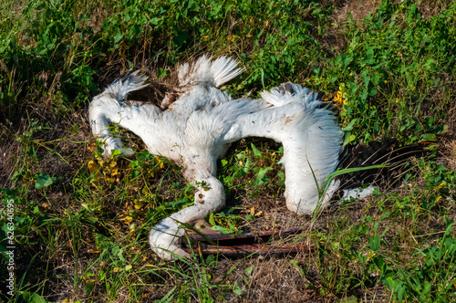 Dead pink pelican on the bank of the estuary, crashed on the wires of power lines, Ukraine