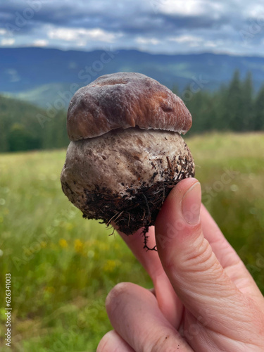 a hand holds a white mushroom on a beautiful background of the Carpathian mountains