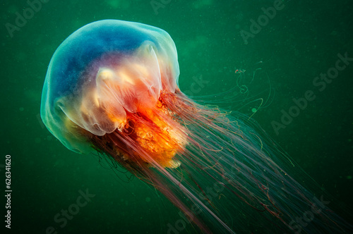 Lion's Mane jellyfish drifting underwater in the gulf of st.Lawrence