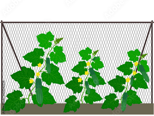 Cucumbers on a white background.