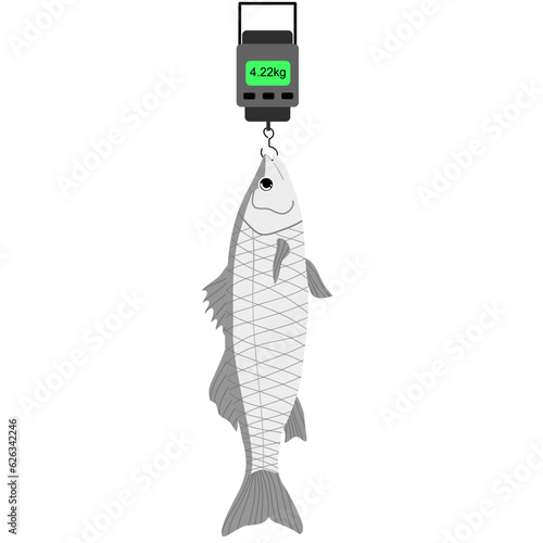 hand drawn vector illustration,isolated sea bass on  digital fish scale on white background.	