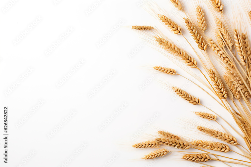 Ears of wheat on a white background - obrazy, fototapety, plakaty 