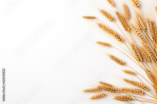 Ears of wheat on a white background