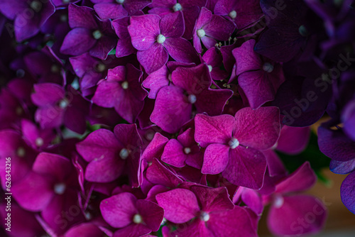 Purple hydrangea flowers close up