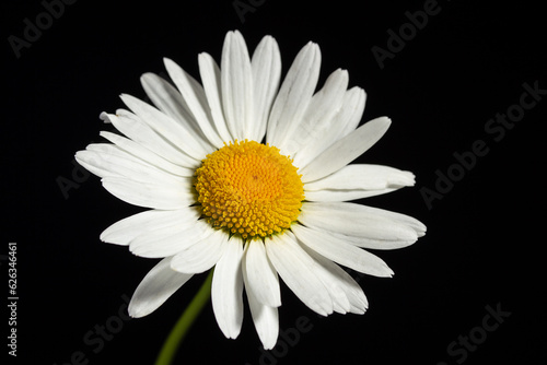 White chamomile flower close-up on a black background