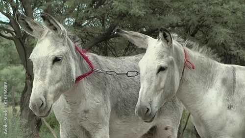 Two Donkeys Tied with a Chain Around their Necks Standing Together in a Field. Close Up. photo