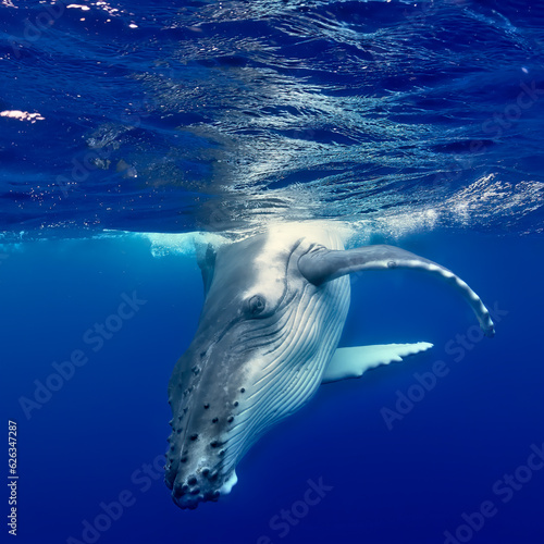 A humpback whale swimming in the ocean near Tonga.