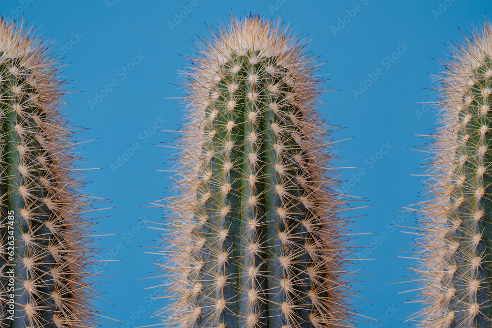 Obraz premium Set of green Cactus on blue background. Cactus with large thorns closeup.
