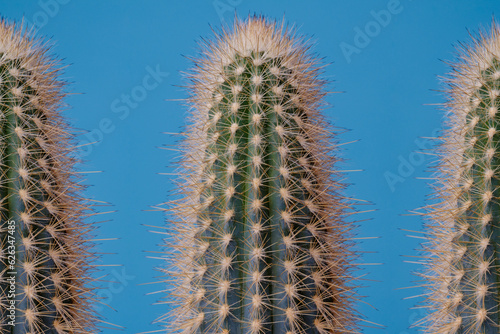 Set of green Cactus on blue background. Cactus with large thorns closeup.