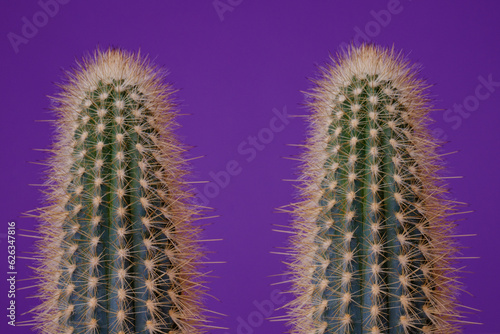 Set of green Cactus on purple background. Cactus with large thorns closeup.