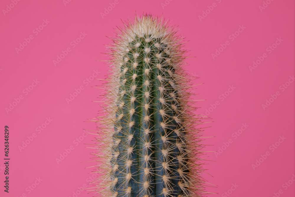 Green Cactus on pink background. Cactus with large thorns closeup.