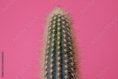 Green Cactus on pink background. Cactus with large thorns closeup.