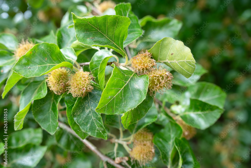 close up of nuts on a European Beech tree (Fagus), Wiltshire UK