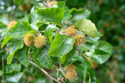 close up of nuts on a European Beech tree (Fagus), Wiltshire UK
