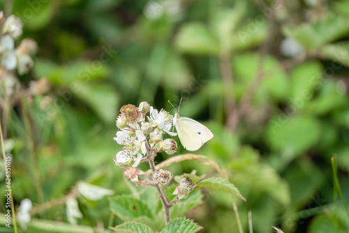 close-up of a feeding cabbage white butterlfy (Pieris rapae) 