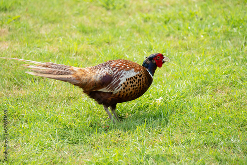 close-up of a male cock pheasant (Phasianus colchicus) feeding on a grass lawn