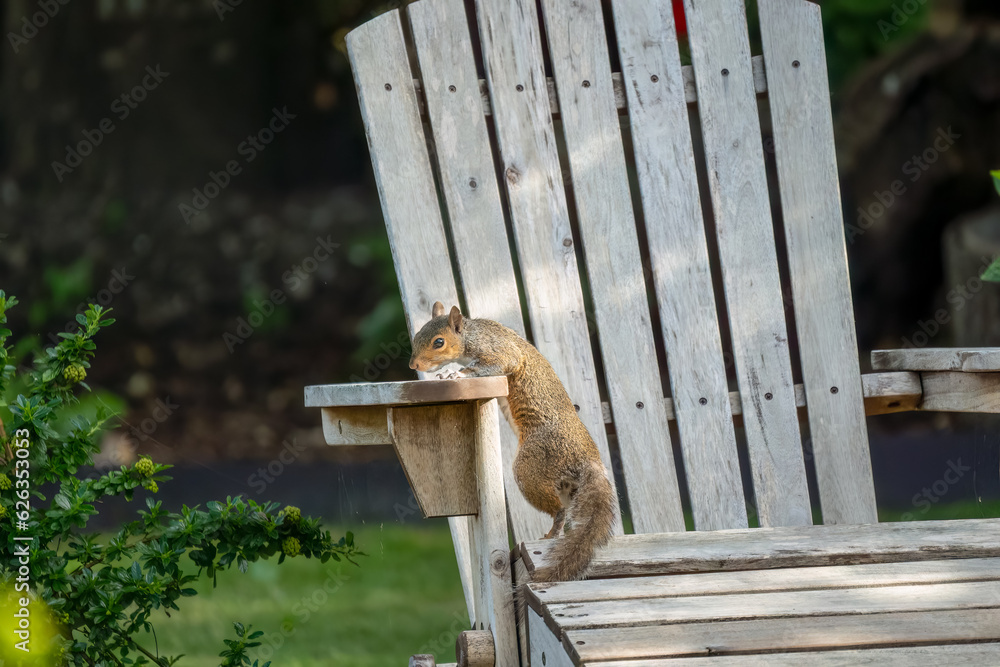 close-up of a a grey squirrel (Sciurus carolinensis) in a garden, Wiltshire UK