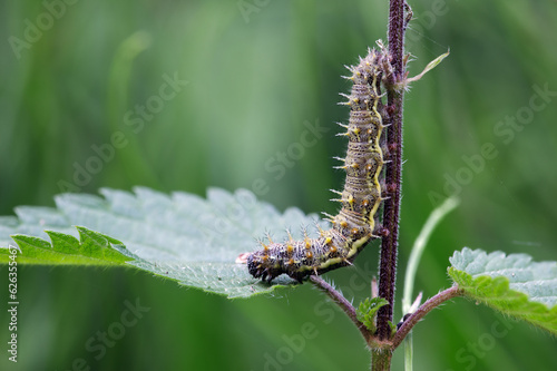 Admiral Raupe - Vanessa atalanta