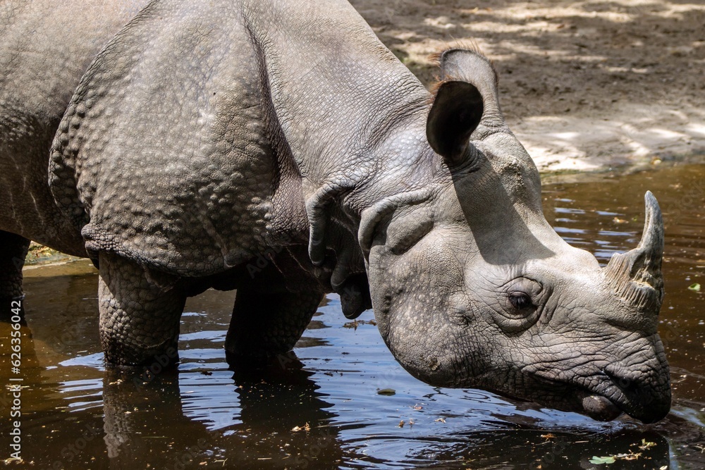 Obraz premium A rhino drinks water