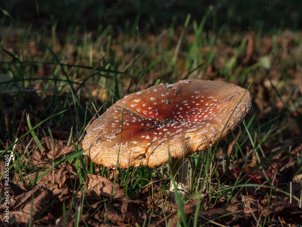 Big, red poisonous mushroom Fly Agaric (Amanita Muscaria) with white warts in a green grass among brown, fallen leaves Big, red poisonous mushroom Fly Agaric (Amanita Muscaria) with white warts in a green grass among brown, fallen leaves