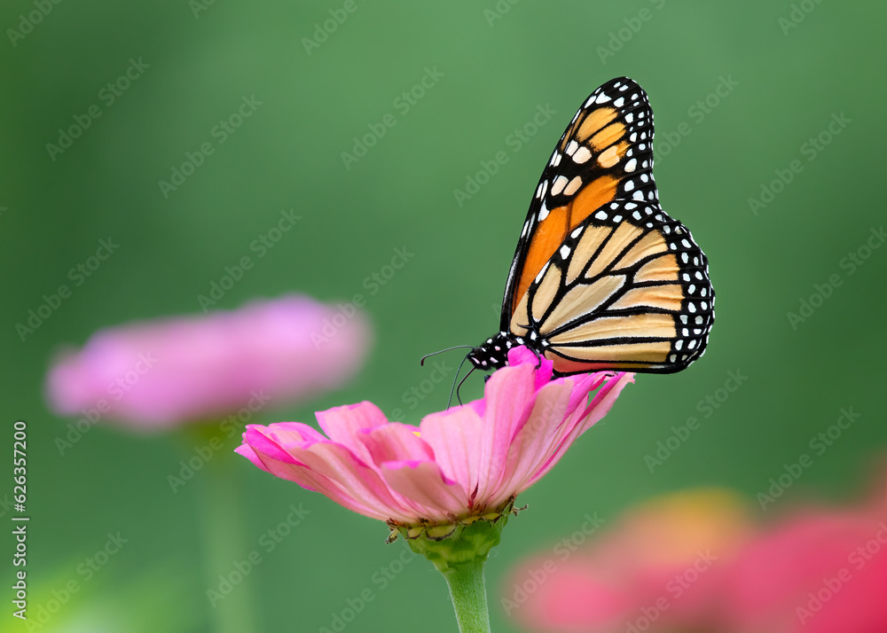 Fototapeta premium monarch butterfly