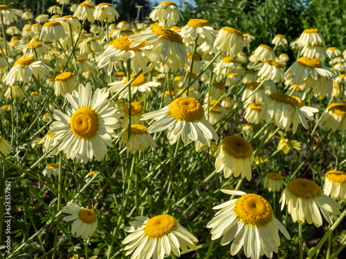 Photography Dyer's chamomile (Anthemis tinctoria) 'E