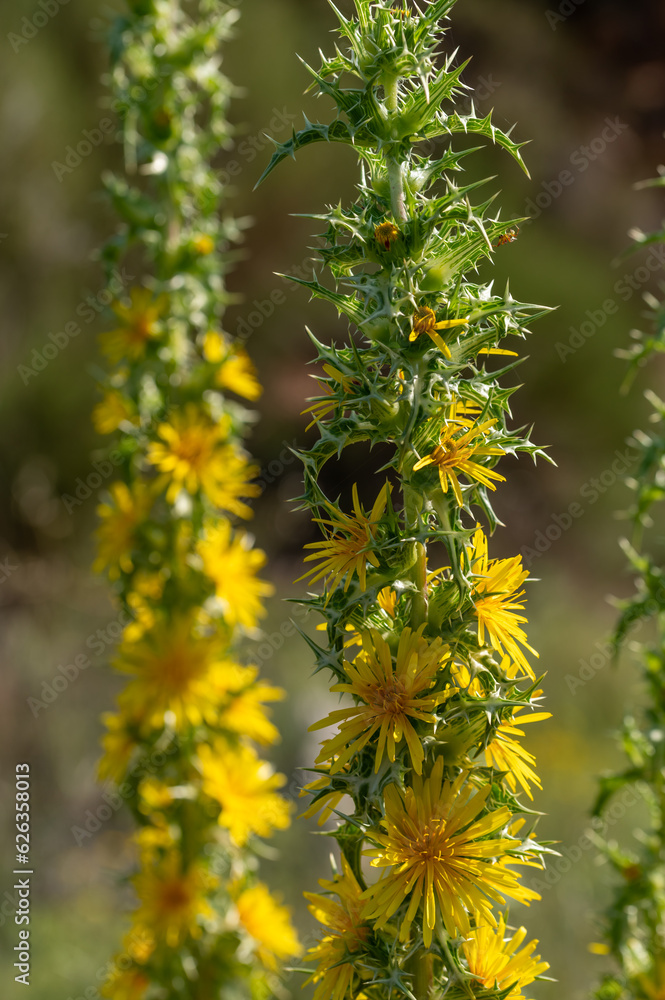 Yellow flowers of common golden thistle or Spanish oyster thistle (Scolymus hispanicus) in the field near Granada (Spain) Yellow flowers of common golden thistle or Spanish oyster thistle (Scolymus hispanicus) in the field near Granada (Spain)