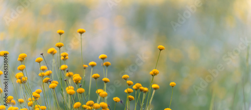 Fotografi Background with yellow flowers of santolina (Santolina chamaecyparissus) in the