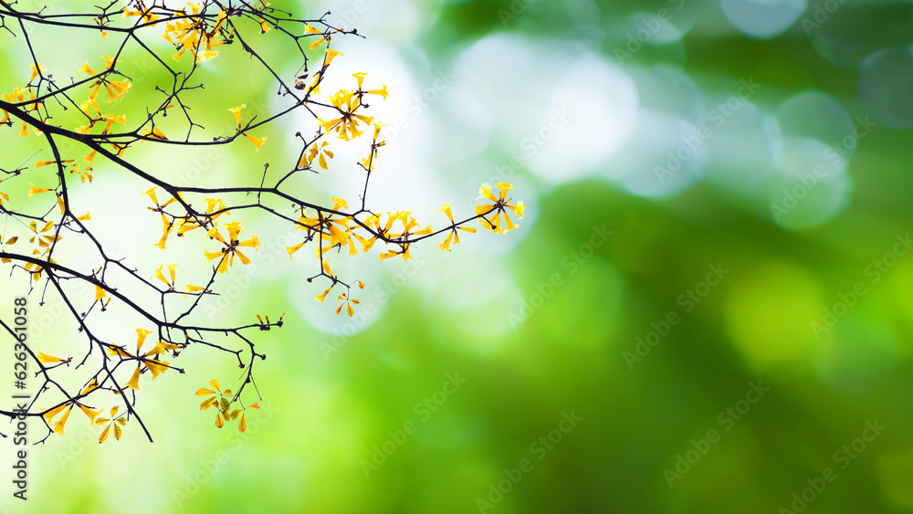 Beautiful nature view of blooming yellow flower on bokeh green background in garden and sunlight with copy space using as background natural green plants landscape, Fresh wallpaper concept.